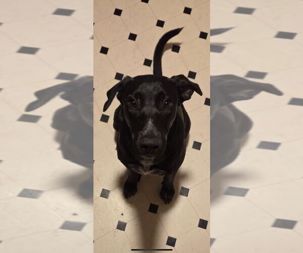 Medium Photo #3 German Shepherd Dog-Pointer Mix Puppy For Sale in Dana Point, CA, USA