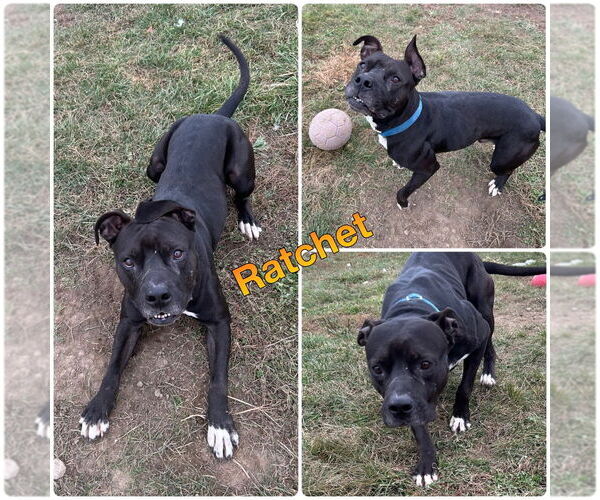 Medium Photo #1 American Staffordshire Terrier Puppy For Sale in Pierceton , IN, USA