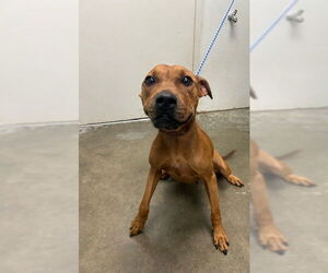 Rhodesian Ridgeback-Unknown Mix Dogs for adoption in Rosenberg, TX, USA