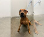 Small Rhodesian Ridgeback Mix