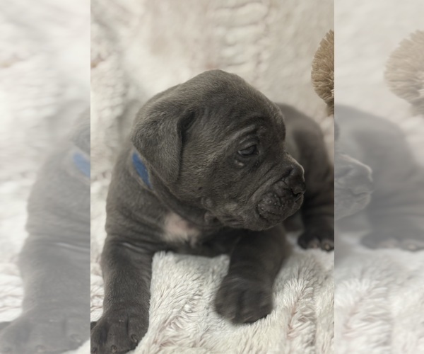Medium Photo #17 Cane Corso Puppy For Sale in BARBOURSVILLE, VA, USA