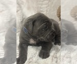 Small Photo #17 Cane Corso Puppy For Sale in BARBOURSVILLE, VA, USA