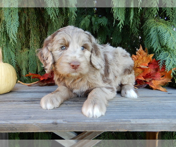 Medium Photo #3 Labradoodle Puppy For Sale in MILLERSBURG, OH, USA