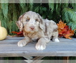 Small #2 Labradoodle