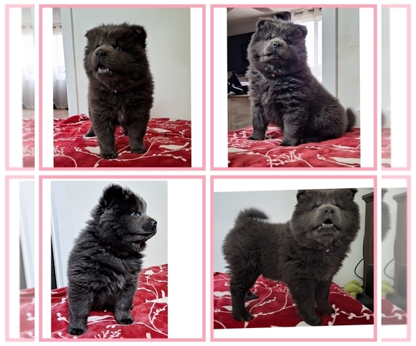 Medium Photo #1 Chow Chow Puppy For Sale in NYSSA, OR, USA