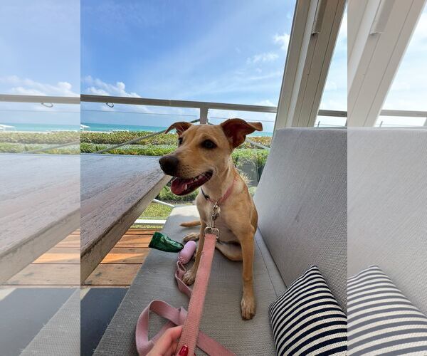 Medium Photo #7 Mutt Puppy For Sale in miami, FL, USA