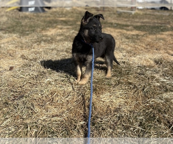 Medium Photo #4 German Shepherd Dog Puppy For Sale in SUMPTER TWP, MI, USA