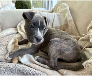 American Pit Bull Terrier-Unknown Mix Dogs for adoption in Springdale, PA, USA