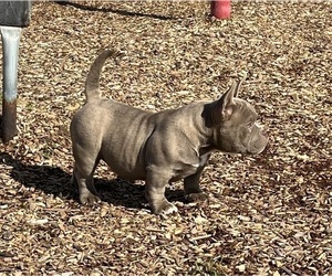 American Bully Puppy for Sale in LIVINGSTON, California USA