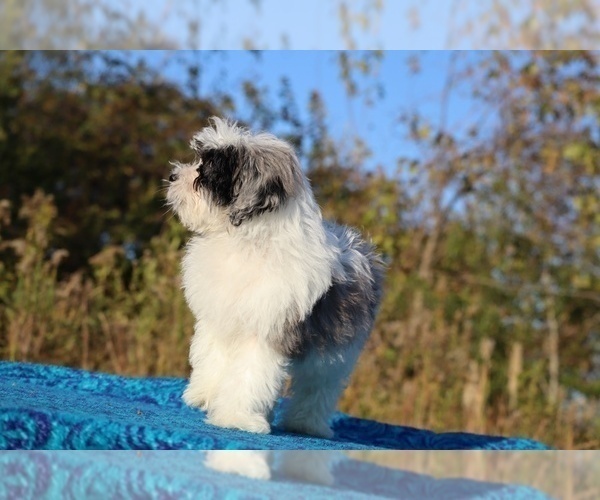 Medium Photo #16 ShihPoo Puppy For Sale in DYERSBURG, TN, USA