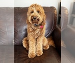Small Photo #1 Goldendoodle-Poodle (Miniature) Mix Puppy For Sale in EASLEY, SC, USA