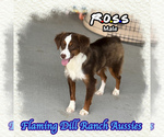 Small Miniature Australian Shepherd