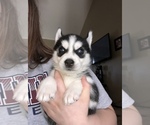Small Photo #2 Siberian Husky Puppy For Sale in JOPLIN, MO, USA