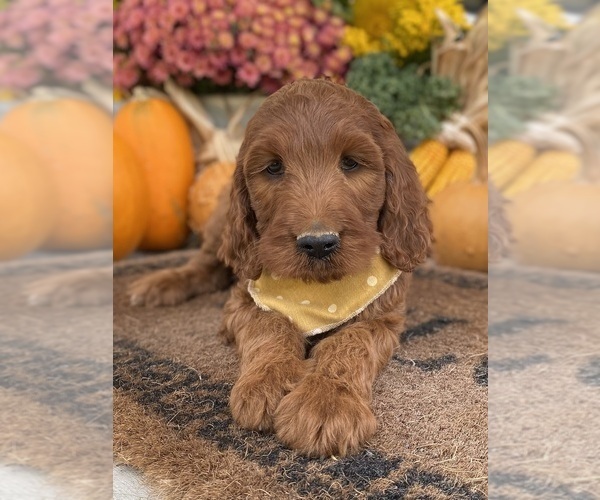 Medium Photo #12 Irish Doodle Puppy For Sale in WOOSTER, OH, USA