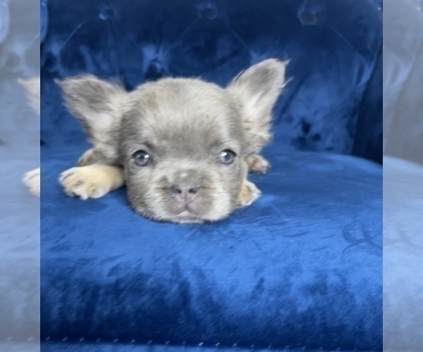Medium Photo #36 French Bulldog Puppy For Sale in ENCINO, CA, USA