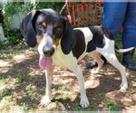 Small Photo #3 Coonhound-Unknown Mix Puppy For Sale in Anniston, AL, USA
