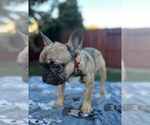 Small #1 French Bulldog