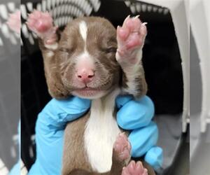 Mutt Dogs for adoption in Bakersfield, CA, USA