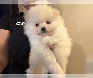 Pomeranian Puppy for sale in HUBERT, NC, USA