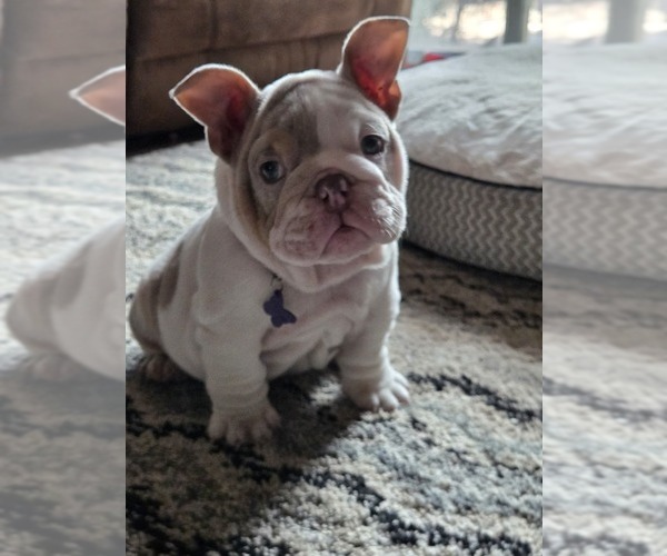 Medium Photo #1 English Bulldog Puppy For Sale in SACRAMENTO, CA, USA