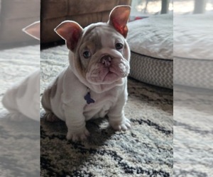 English Bulldog Puppy for sale in SACRAMENTO, CA, USA