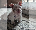 Small English Bulldog