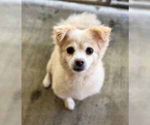 Bentley - Male Shiranian Dog for Adoption - Photo #2
