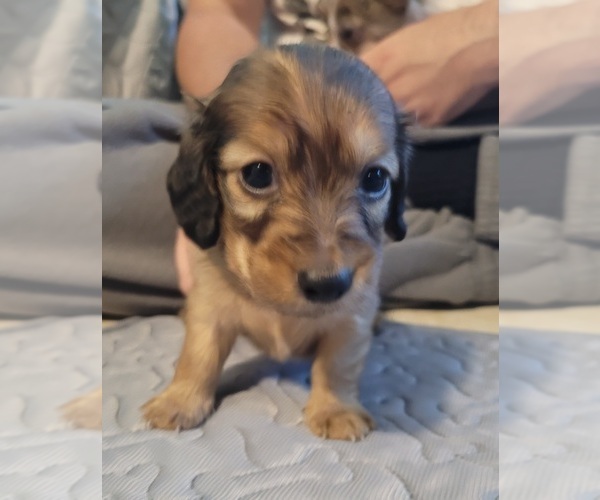 Medium Photo #33 Dachshund Puppy For Sale in PINSON, AL, USA