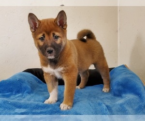 Shiba Inu Puppy for sale in CLARK, MO, USA