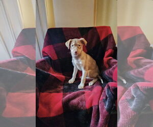 Labsky Dogs for adoption in SHERBURNE, NY, USA