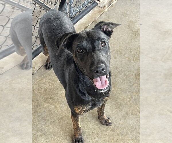 Medium Photo #2 Mutt Puppy For Sale in Bolivar, MO, USA