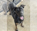 Small #1 Mutt