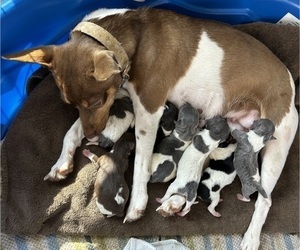 Mother of the Rat Terrier puppies born on 05/26/2024