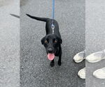 Small #14 Labrador Retriever Mix