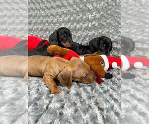 Dachshund Puppy for sale in SAN DIEGO, CA, USA