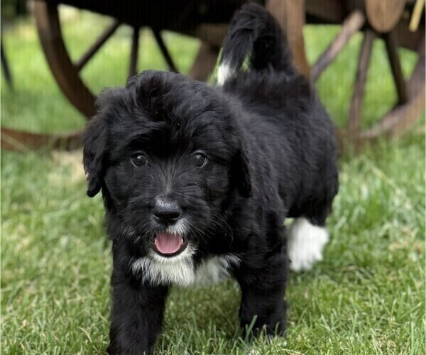 Medium Photo #22 Bernedoodle Puppy For Sale in SPRINGFIELD, OH, USA