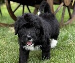Small Photo #22 Bernedoodle Puppy For Sale in SPRINGFIELD, OH, USA