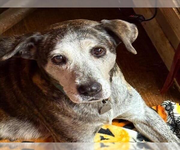 Medium Photo #2 Mutt Puppy For Sale in Tulsa, OK, USA