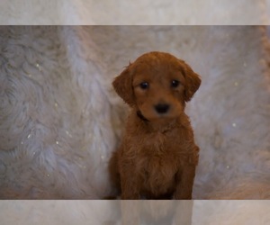 Goldendoodle-Poodle (Standard) Mix Puppy for sale in NORTH VERNON, IN, USA