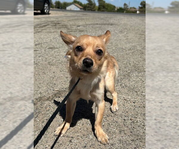 Medium Photo #1 Chihuahua Puppy For Sale in HESPERIA, CA, USA