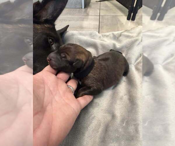 Medium Photo #1 Mutt Puppy For Sale in Imlay City, MI, USA