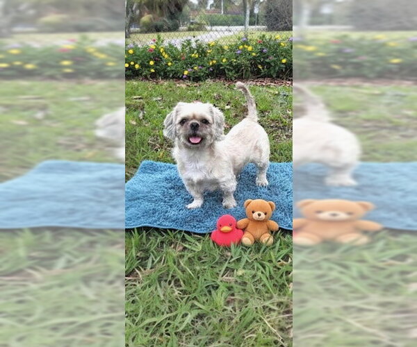 Medium Photo #9 Shih Tzu Puppy For Sale in Weston, FL, USA