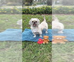 Small #8 Shih Tzu