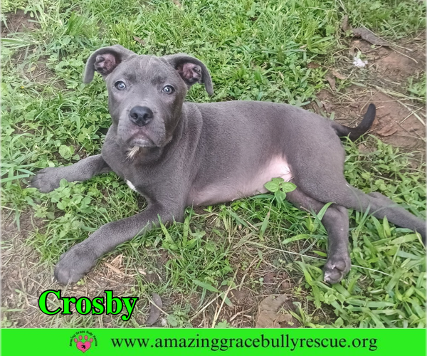 Medium Photo #3 American Pit Bull Terrier-Unknown Mix Puppy For Sale in Milton, FL, USA