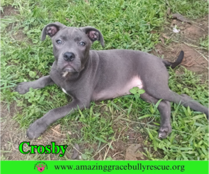 Crosby - Male American Pit Bull Terrier-Unknown Mix Dog for Adoption - Photo #3