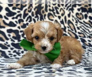 Goldendoodle (Miniature) Puppy for sale in LANCASTER, PA, USA