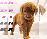 Puppy D PINK Goldendoodle