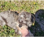 Small Photo #1 Chizer Puppy For Sale in MONTEZUMA, GA, USA