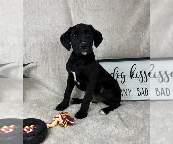 Medium Photo #5 Boxador Puppy For Sale in FRANKLIN, IN, USA