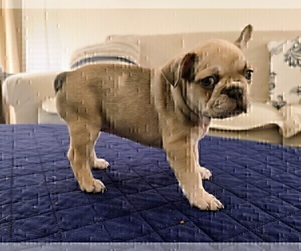 Medium Photo #8 French Bulldog Puppy For Sale in CHINO HILLS, CA, USA